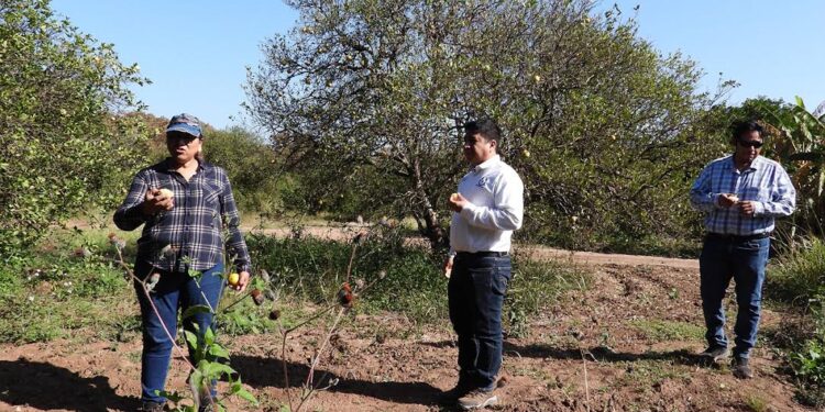 Experimenta UAT bioinsecticida para combatir el dragón amarillo
