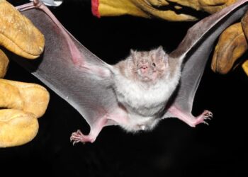 Estudia UAT la importancia de los murciélagos en ecosistemas de Tamaulipas