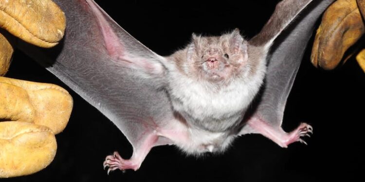 Estudia UAT la importancia de los murciélagos en ecosistemas de Tamaulipas