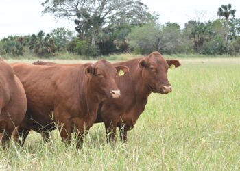 Convocan a ganaderos a registro de fierrosy marcas de identificación del ganado
