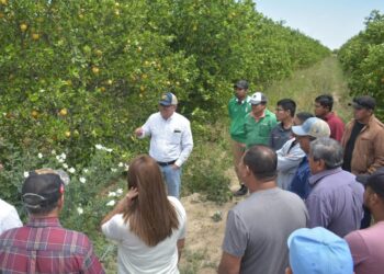 Capacita Secretaría de Desarrollo Rural a citricultores en combate a plagas