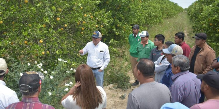 Capacita Secretaría de Desarrollo Rural a citricultores en combate a plagas