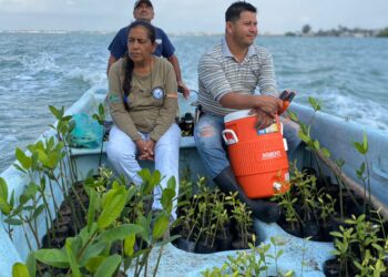 Gobierno de Tamaulipas reforesta literal costero con 8 mil plántulas de mangle