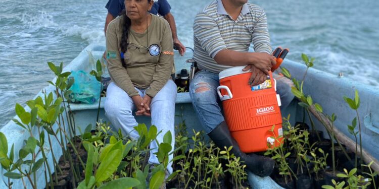 Gobierno de Tamaulipas reforesta literal costero con 8 mil plántulas de mangle