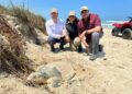 Fructifica trabajo del Gobierno de Tamaulipas para la conservación de la tortuga lora