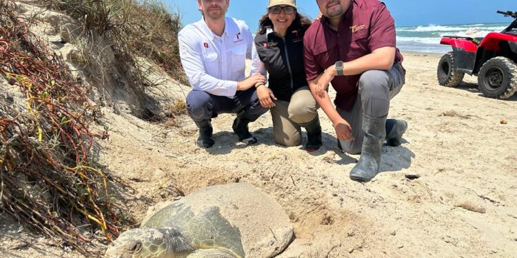 Fructifica trabajo del Gobierno de Tamaulipas para la conservación de la tortuga lora