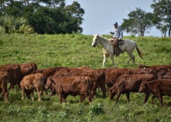 Invita gobierno a productores pecuarios a proponer iniciativas para la Ley Ganadera del Estado de Tamaulipas