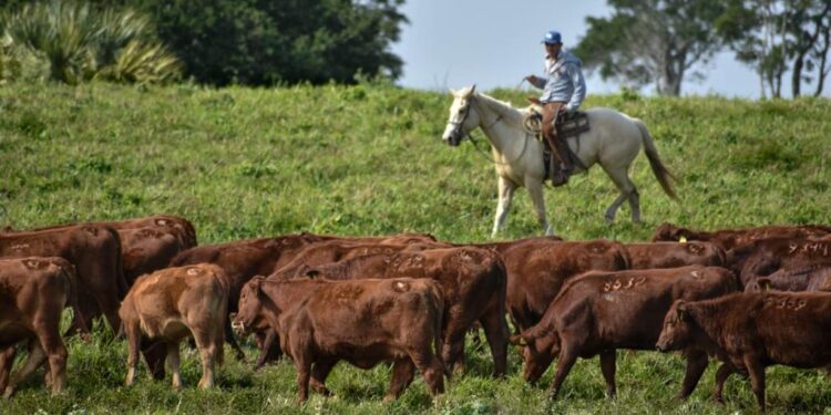 Invita gobierno a productores pecuarios a proponer iniciativas para la Ley Ganadera del Estado de Tamaulipas