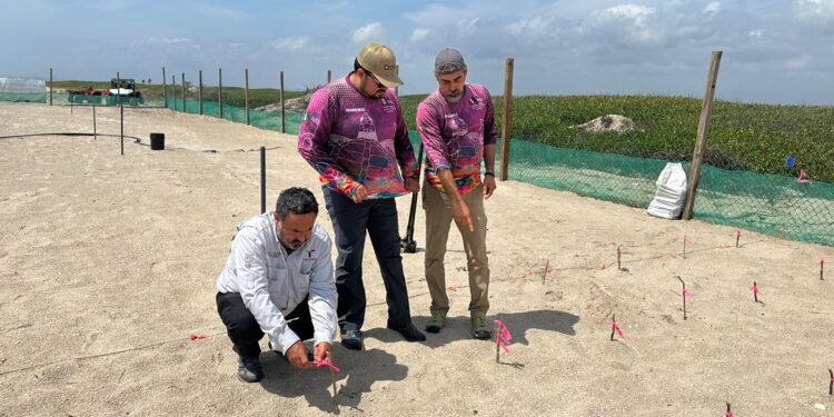 Instalan antenas para mejorar la protección de los huevos de tortugas lora