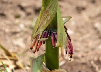 Obtiene la UAT una nueva variedad de maíz nativo