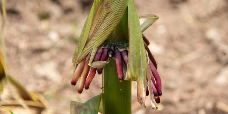 Obtiene la UAT una nueva variedad de maíz nativo