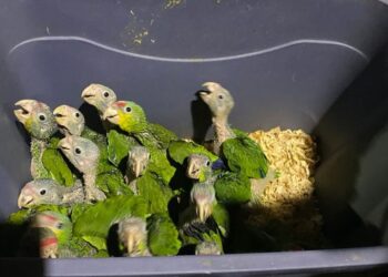 Rescatan más de mil especies silvestres