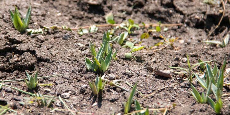Investigación de la UAT busca conservar la genética del maguey mezcalero