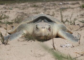 Otorga Federación permisos a Tamaulipas para operar dos campamentos tortugueros