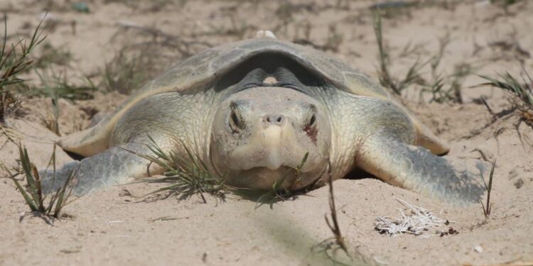 Otorga Federación permisos a Tamaulipas para operar dos campamentos tortugueros