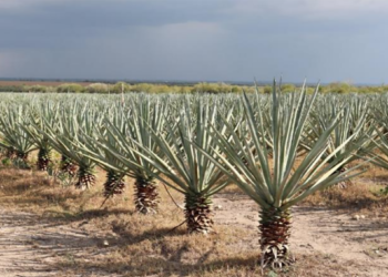 Buscan revalorizar el uso y aprovechamiento integral del henequén