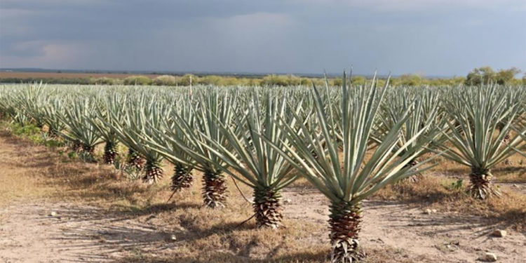 Buscan revalorizar el uso y aprovechamiento integral del henequén