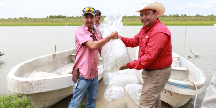 Inicia repoblamiento de lobina negra en la Presa «Vicente Guerrero»