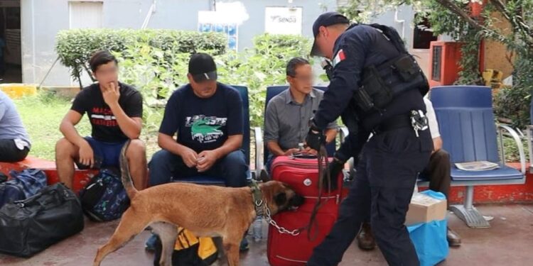 Binomios caninos de la Guardia Estatal redoblan vigilancia en Central de Autobuses