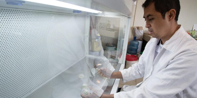 Estudia la UAT nuevos compuestos en especies de insectos comestibles