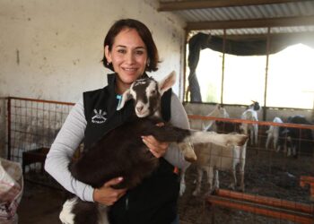 Produce la UAT cabritos de calidad suprema