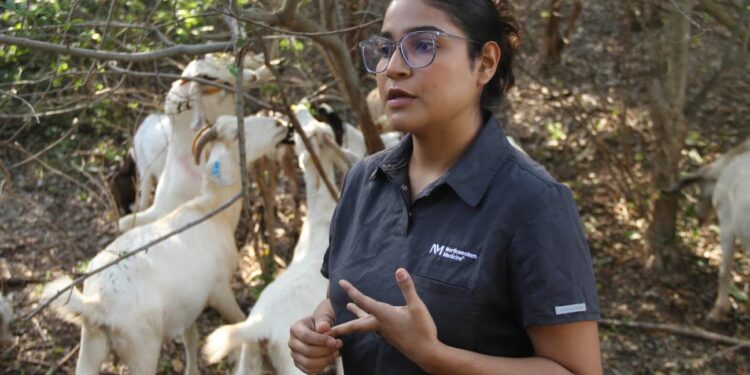 Analiza UAT innovaciones de mejoramiento para la producción caprina