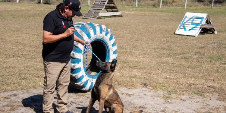 Implementa la UAT cursos de adiestramiento canino