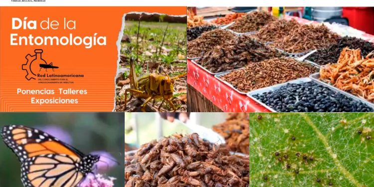 La UAT difunde su investigación y estudios en el campo de la entomología.