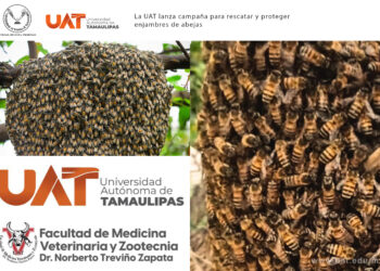 La UAT lanza campaña para rescatar y proteger enjambres de abejas.