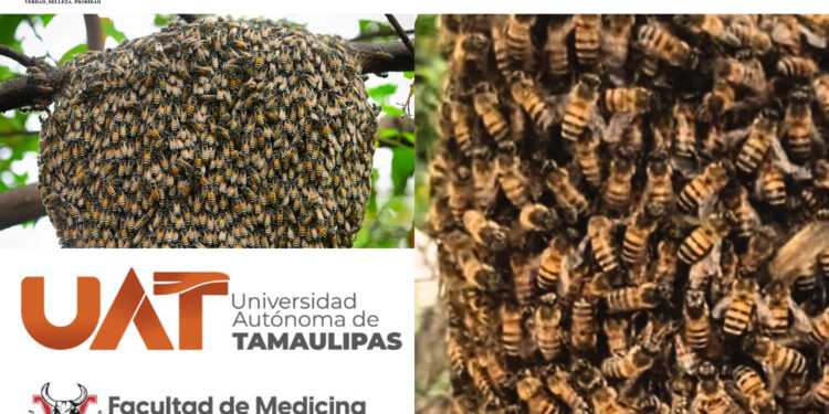 La UAT lanza campaña para rescatar y proteger enjambres de abejas.