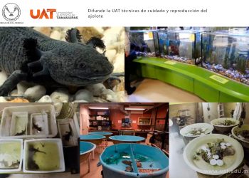 Difunde la UAT técnicas de cuidado y reproducción del ajolote.