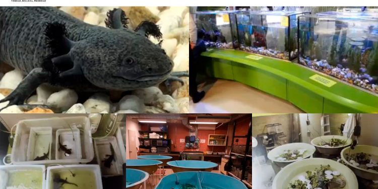 Difunde la UAT técnicas de cuidado y reproducción del ajolote.