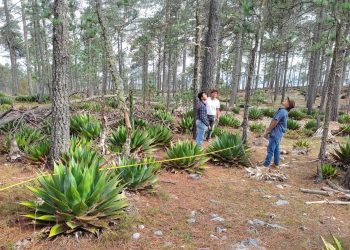 Busca la UAT preservar la genética de especies de maguey
