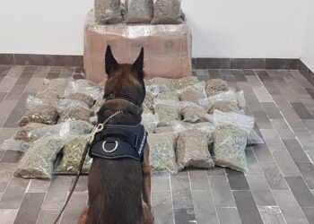 Aseguran marihuana en empresa de mensajería en Sonora