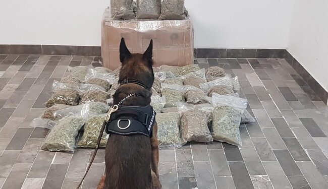 Aseguran marihuana en empresa de mensajería en Sonora