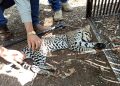 Realiza la UAT un estudio para la protección del ocelote en Tamaulipas.