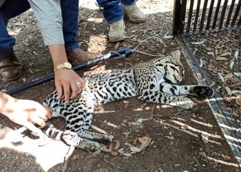Realiza la UAT un estudio para la protección del ocelote en Tamaulipas.