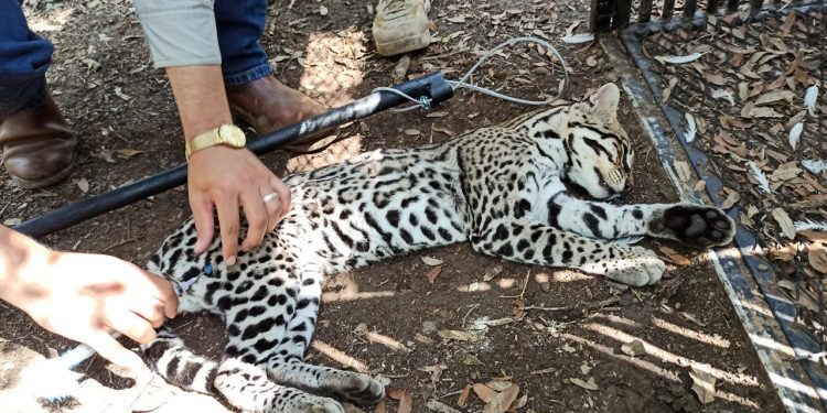 Realiza la UAT un estudio para la protección del ocelote en Tamaulipas.