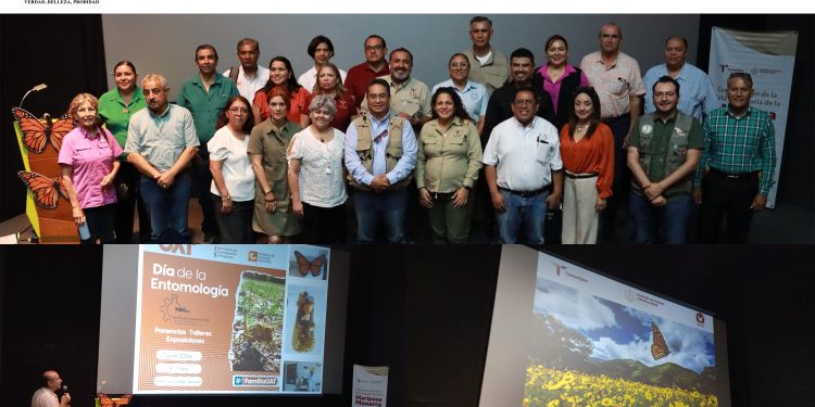 Colabora la UAT en la conservación de la mariposa monarca.