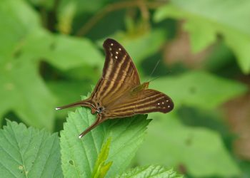 Registra la UAT 195 especies de mariposas en la Sierra Chiquita de Tamaulipas.