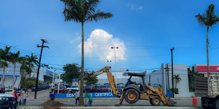 Renuevan Palmeras y Elementos de Ornato en Vialidades Porteñas