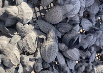 Cerró temporada de tortuga lora con 150 mil crías liberadas al mar