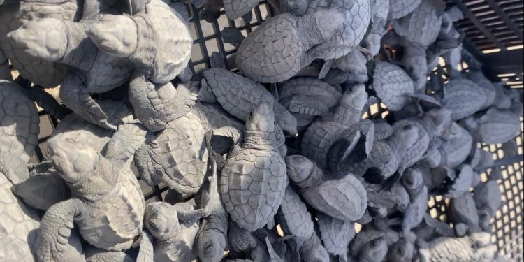 Cerró temporada de tortuga lora con 150 mil crías liberadas al mar
