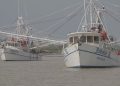 Es flota camaronera tamaulipeca, la más grande del Golfo de México