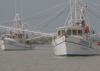 Es flota camaronera tamaulipeca, la más grande del Golfo de México