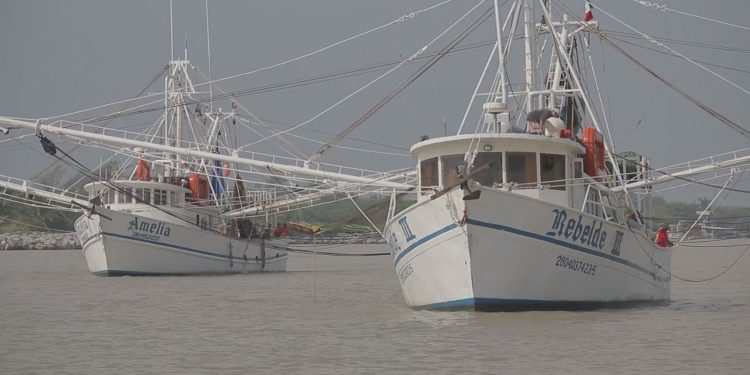 Es flota camaronera tamaulipeca, la más grande del Golfo de México