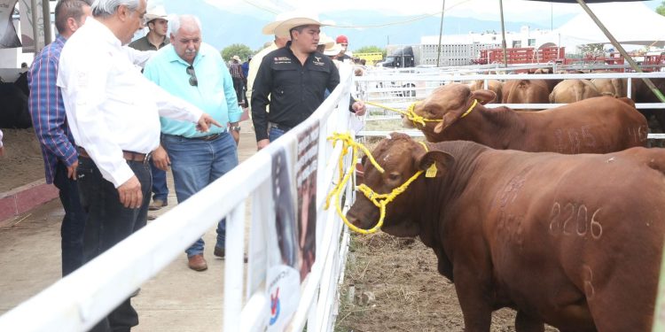 Fortalecen sector ganadero con evento de mejoramiento genético