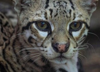 Concentra 94 especies el Zoológico Tamatán