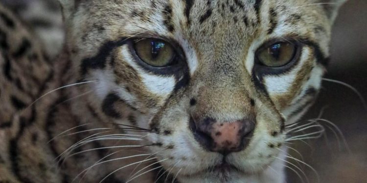 Concentra 94 especies el Zoológico Tamatán