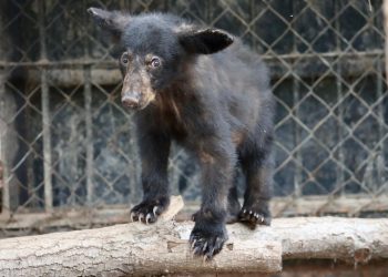 Atiende Comisión de Parques reportes de avistamientos de fauna silvestre